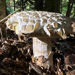 Summer Bolete