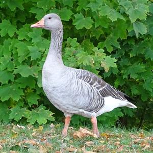 Greylag Goose