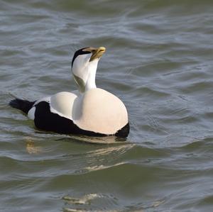 Common Eider