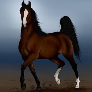 Arabian Horse