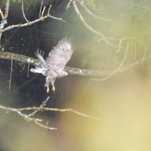 Common Buzzard