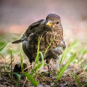 Eurasian Blackbird