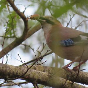 Eurasian Jay