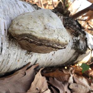 Tinder Polypore