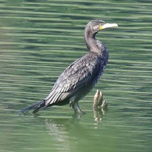 Great Cormorant