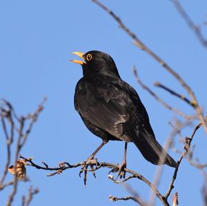 Eurasian Blackbird