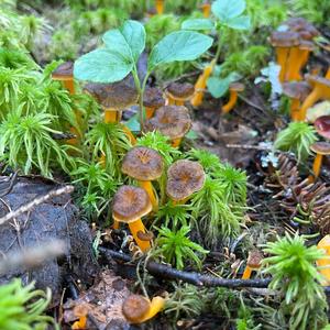 Trumpet Chanterelle