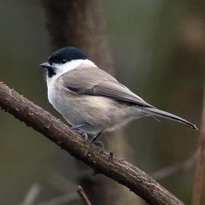 Marsh Tit