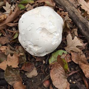 Giant Puffball