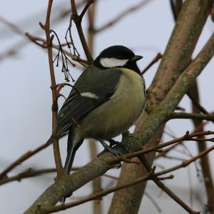 Great Tit