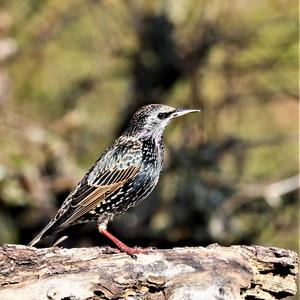 Spotless Starling