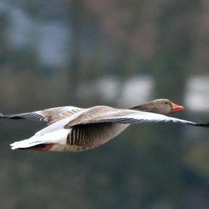 Greylag Goose