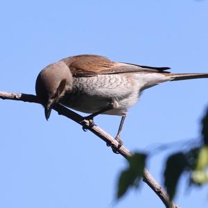 Red-backed Shrike