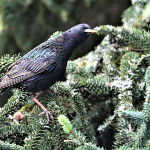 Common Starling