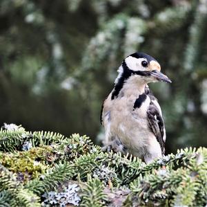 Great Spotted Woodpecker