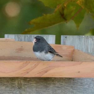 Dark-eyed Junco