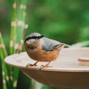 Wood Nuthatch