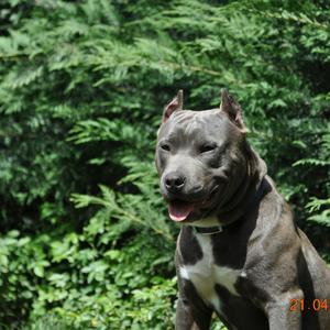 American Staffordshire Terrier