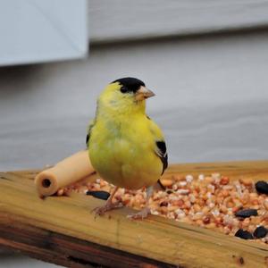 American Goldfinch