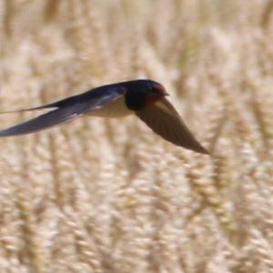 Barn Swallow