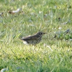 Song Thrush