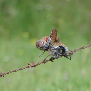 Eurasian Linnet