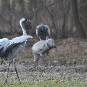 Common Crane