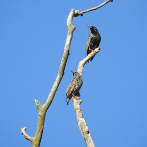 Common Starling