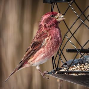 Purple Finch