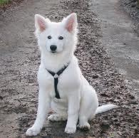 Berger Blanc Suisse