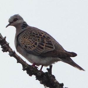 European Turtle-dove