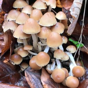 Clustered Psathyrella