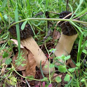 Half-free Morel