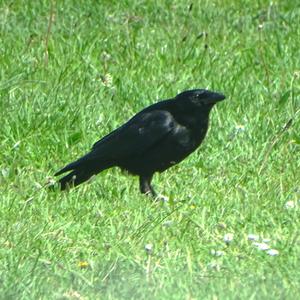 Carrion Crow