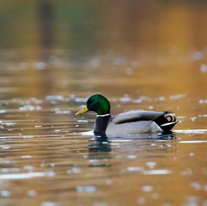 Mallard