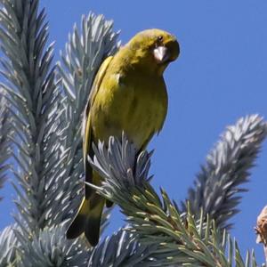 European Greenfinch