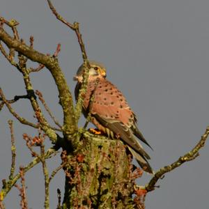 Common Kestrel