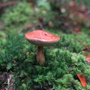 Bay Bolete