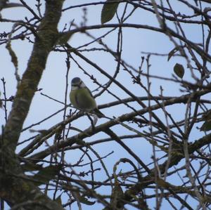 Blue Tit