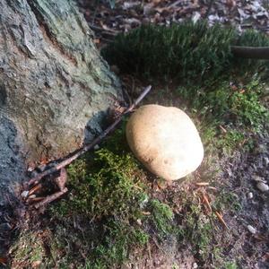 Parasitic Bolete