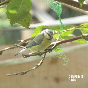 Blue Tit