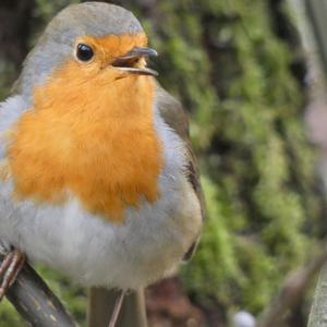 European Robin