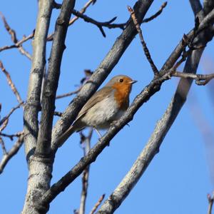 European Robin