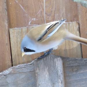 Bearded Parrotbill