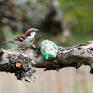 House Sparrow