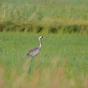 Common Crane