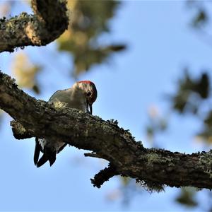 Red-bellied Woodpecker