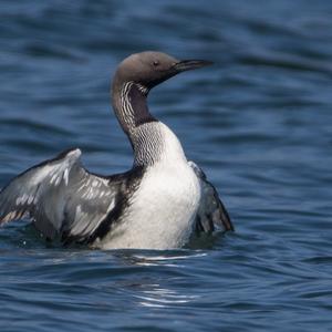 Arctic Loon