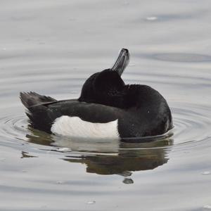 Tufted Duck