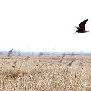 Eurasian Woodcock